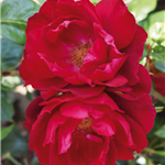 PAPWORTHS PRIDE (floribunda)